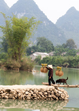 Dans une paysage rural au Vietnam, avec des montagnes autour, un homme et son chien traversent une rivière par une passerelle fait de troncs d'arbres et de cordes; l'homme a un chapeau conique et porte des plantes avec leurs racines attachées à un baton