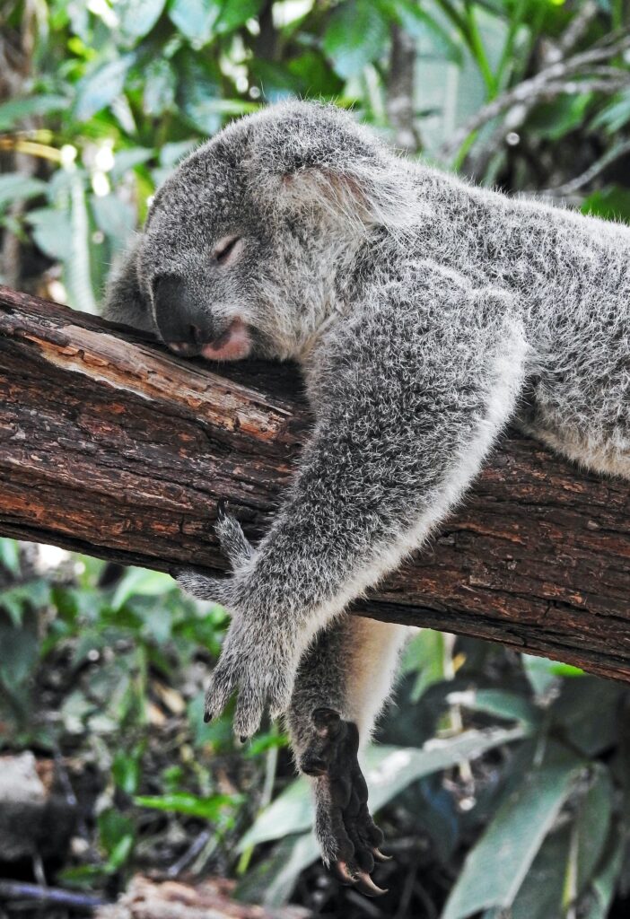 Un koala assoupi sur une branche d'arbre