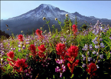 Printemps au Kurdistan : une pente de montagne couverte de fleurs rouges et mauves devant un pic enneigé